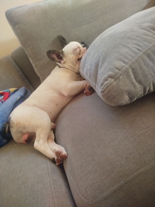 Bulldog francês menino