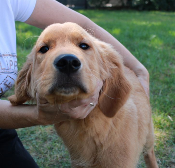 Szczeniak Golden retriever już do odbioru