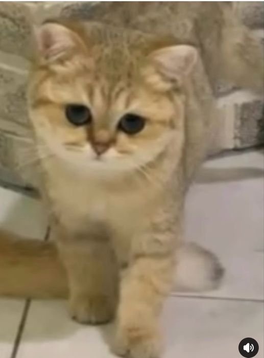 Британские котята кошка кіт кошеня кішечка золота шиншила британські