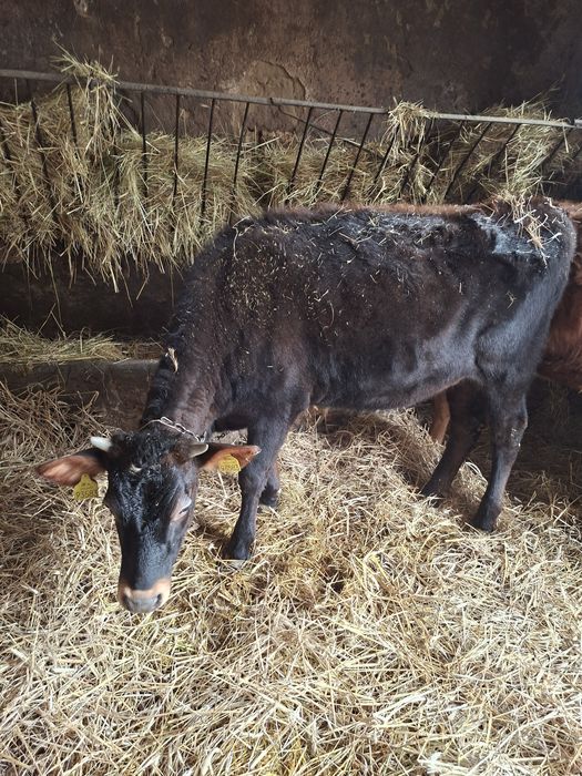 Jałówka jersey nadająca się na krowe