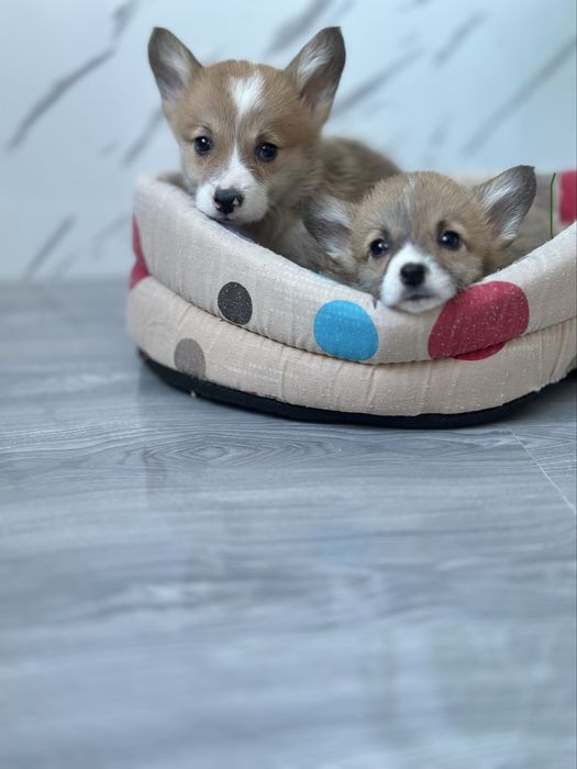 Цуценя коргі пемброк для відповідальних власників корги