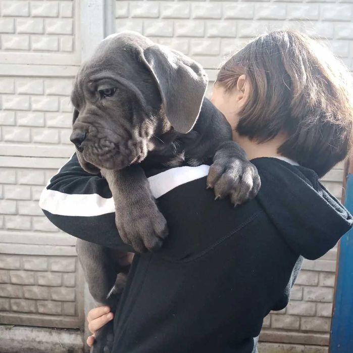 Кане корсо хлопчик сірий велетень