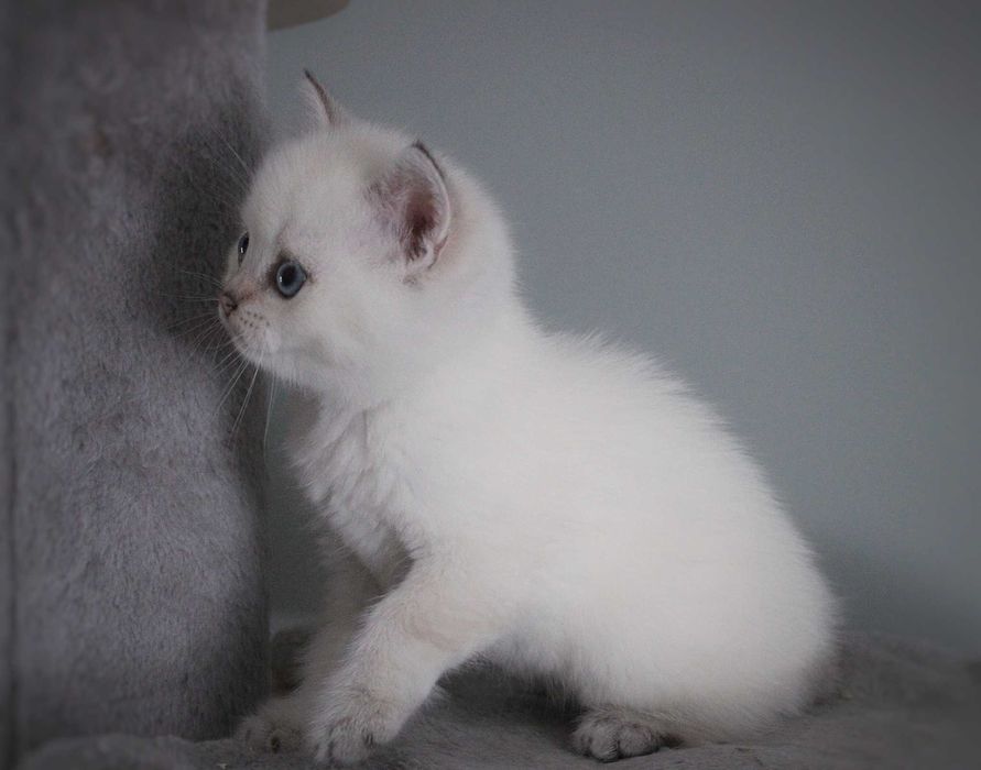 Kocurek brytyjski z rodowodem FPL