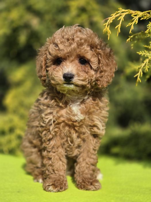 Cavapoo z certyfikatem i paszportem