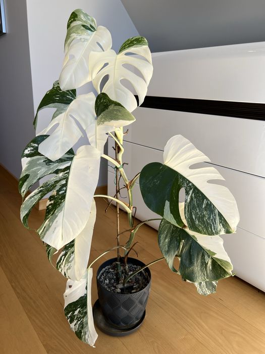 Monstera Variegata