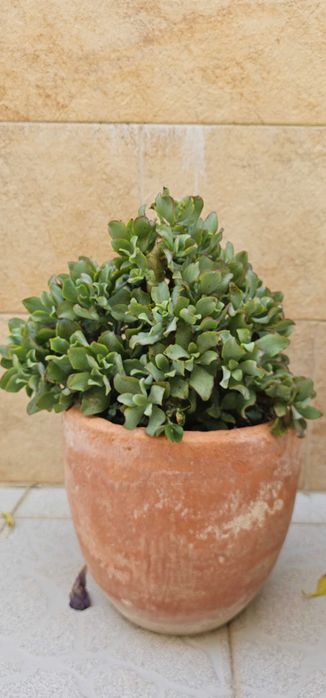 Crassula (suculenta ondulada) – planta compacta e cheia, ±40cm, em vaso de barro envelhecido