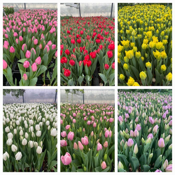 Тюльпан опт Украина