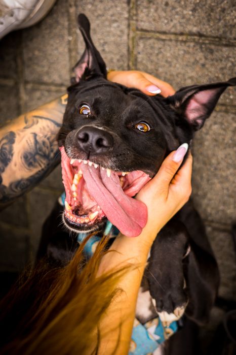 Suczka pitbull szuka domu , adopcja, staffik, amstaff