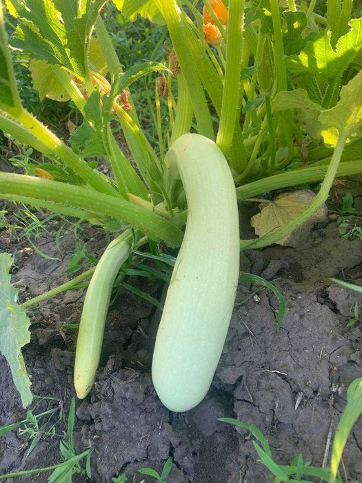 Дачка неподалік Білої Церкви .Ділянка приватизована.