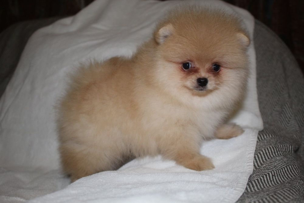 Хлопчик 3.5 міс. Кремовий