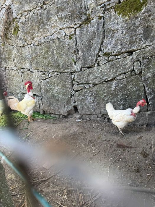ovos para incubação Raça Branca