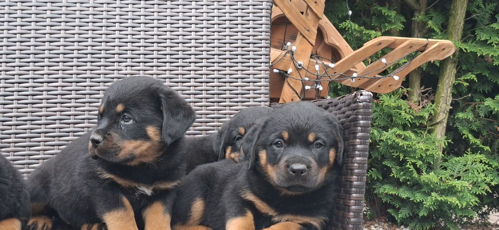 Rottweiler z metryką