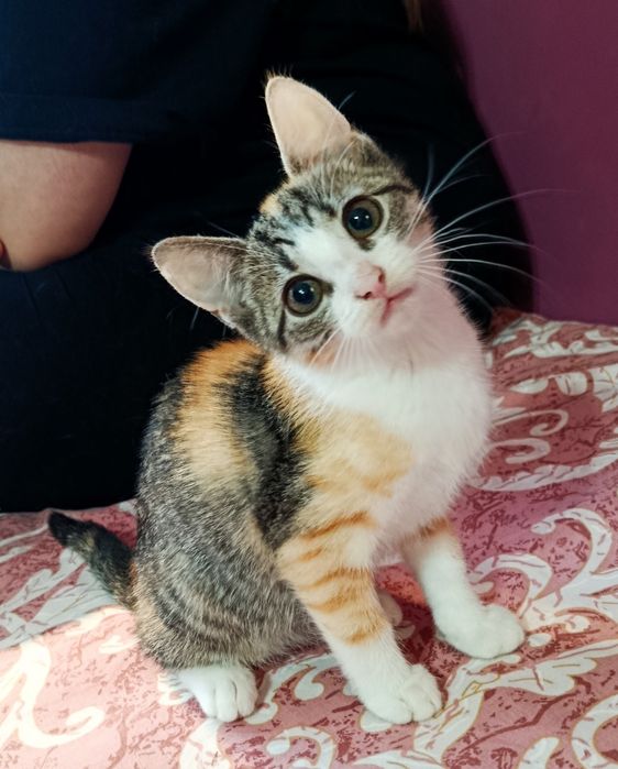 Kotka Figa  szuka chaty ! Do adopcji