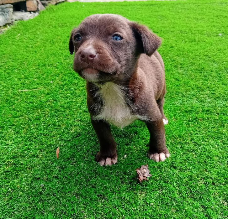 Cão para doar 2meses