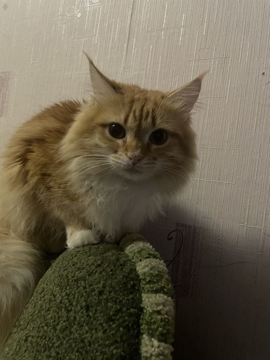 Пропал кот по кличке Бахмут
