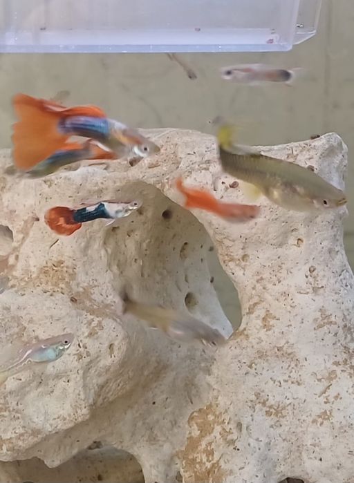 Peixes guppys machos e fêmeas