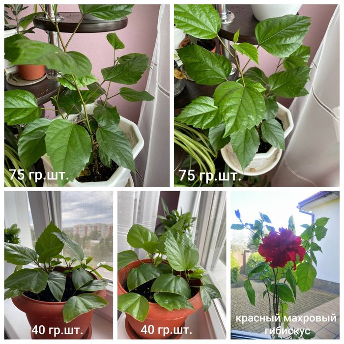 Продам комнатные растения