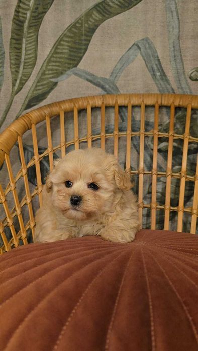 Chłopiec maltipoo Vinny