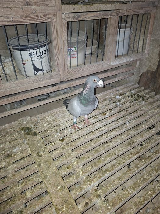 Gołebie staropolskie