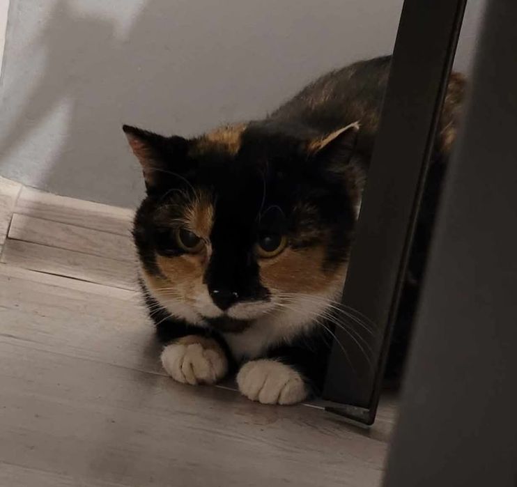 Kotka poleca się do adopcji