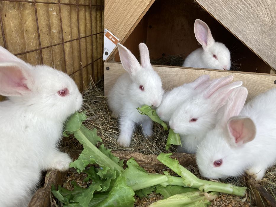 Кролиці та кріль, Термонська Біла та шиншилааа. Класні кролі