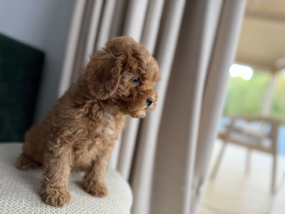 Cavapoo - chlopczyk  ;)