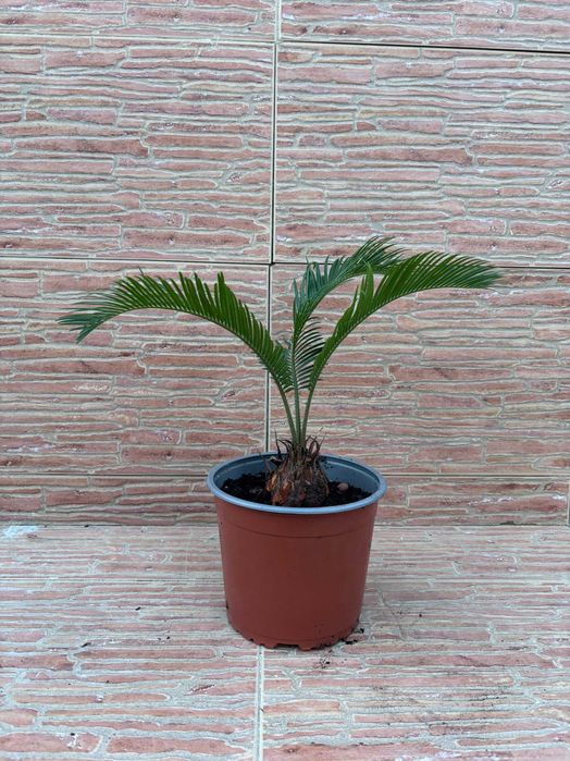 Plantas Sica (Cycas Revoluta) em Vaso - Vários Tamanhos