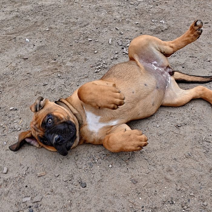 Cane Corso Italiano płowa suczka z nalotem
