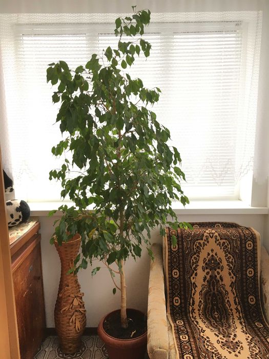 Фікус Бенджаміна