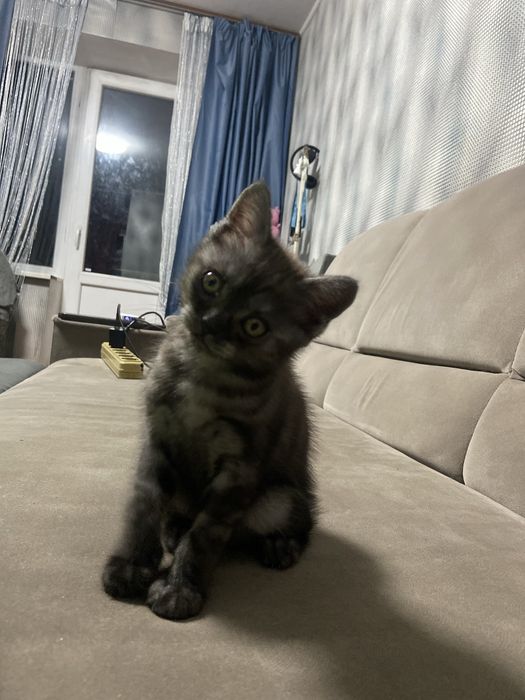 Шотландські  котики  шукають новий дім