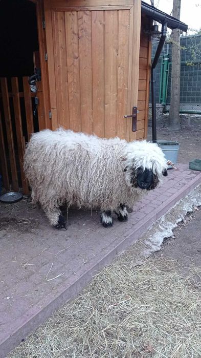 "owieczki walizerskie"