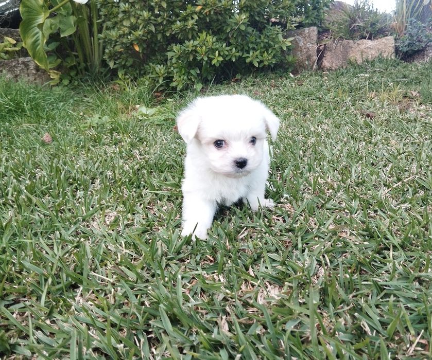 Bichon maltês macho