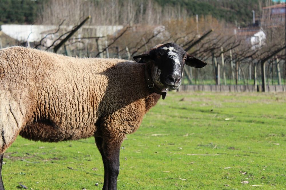 Ovelha sulfok com 1 ano