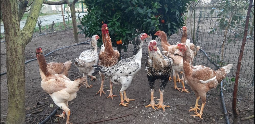 Ovos galados de galinha de raça