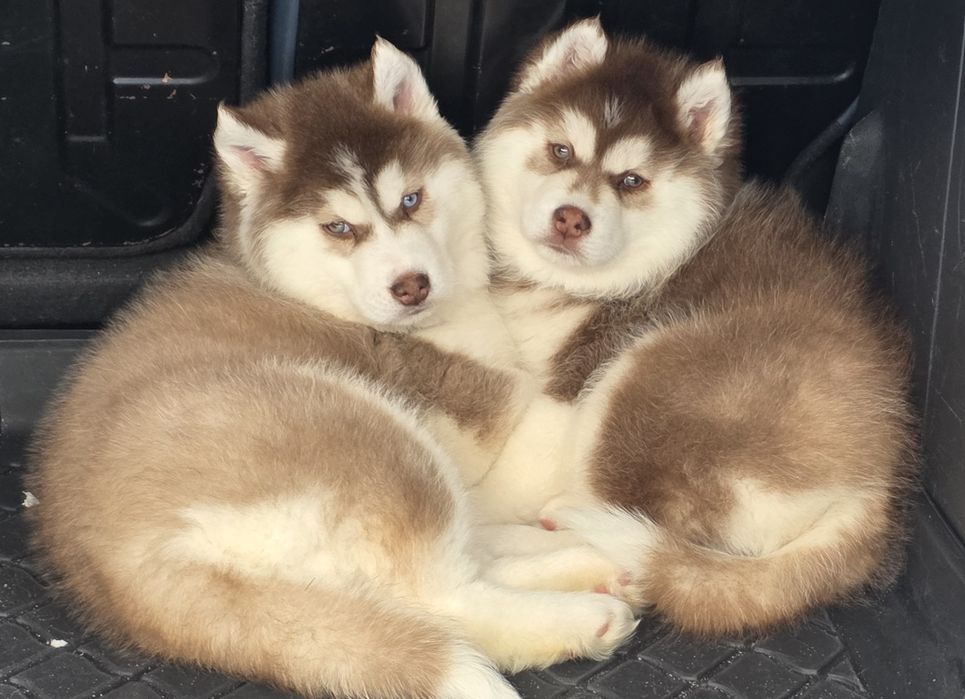 Siberian Husky-małe piękności!