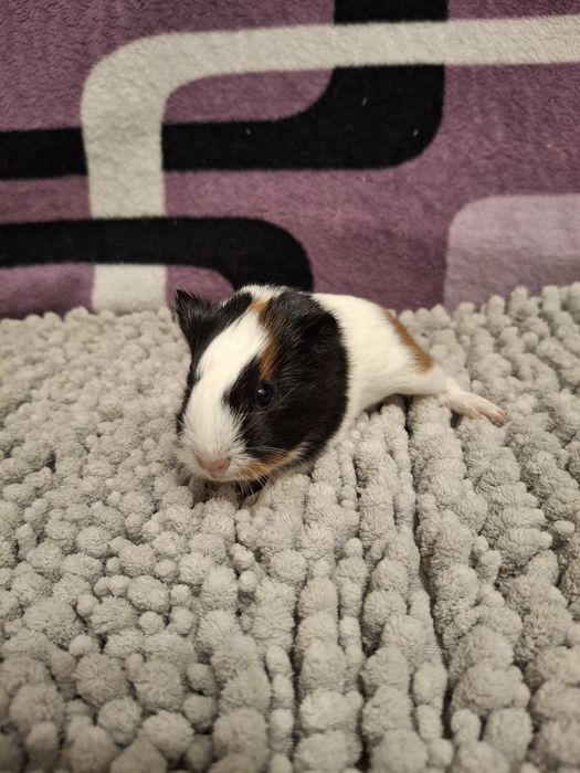 Rezerwacja Świnki morskie samiczki