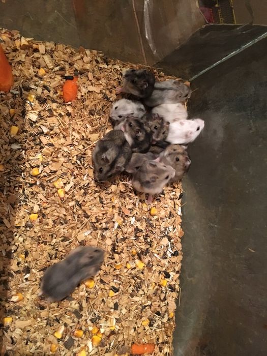 Джунгарские хомячки