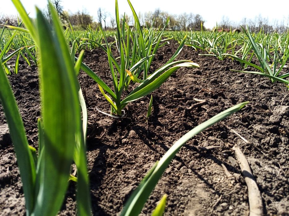 Часник  Карел чеської селекції,порцелянового сортотипу,