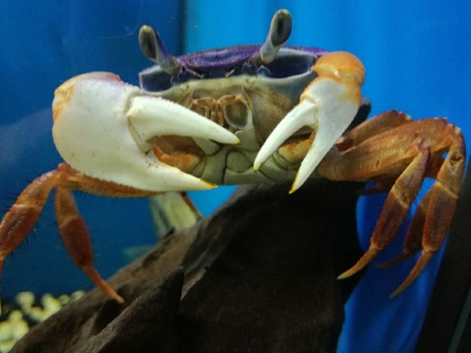 Krab Tęczowy  ZOO-CENTRUM