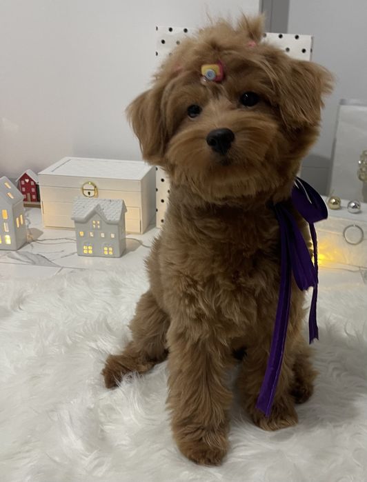 Ексклюзивні дівчатка Помапу з ідеальним характером