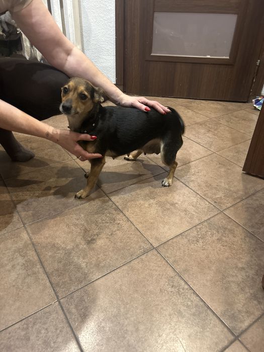 Oddam slodkie pieski