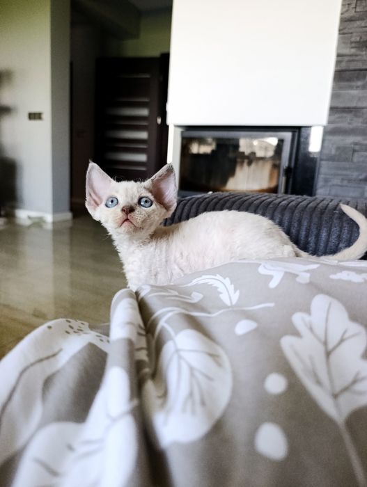 Kocurek Devon rex point rodowód FPL