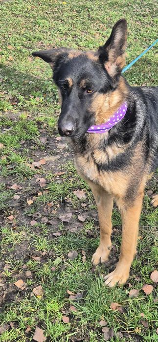 Piękna 1,5 roczna suczka do adopcji do  kochającego domu