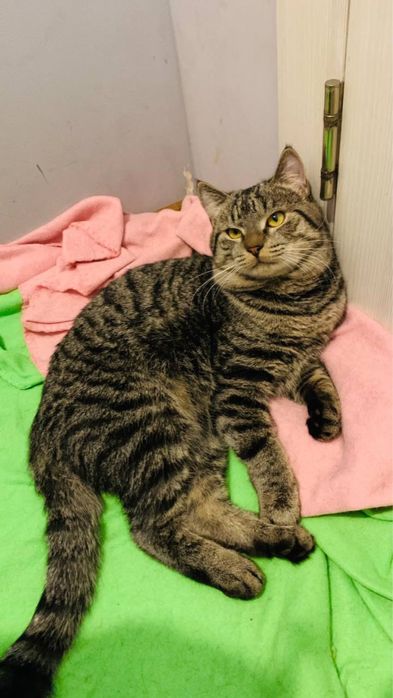 Котик шукає дім. дуже ласкавий