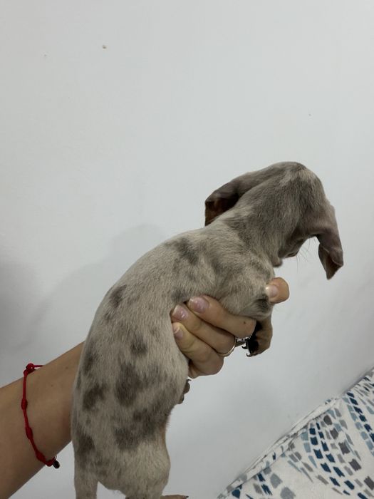 Fêmea Teckel miniatura/ Dachshund