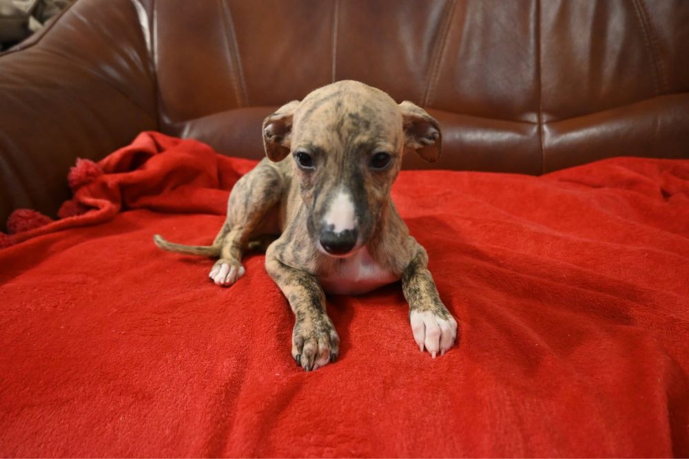 Whippet Chart Angielski-suczka