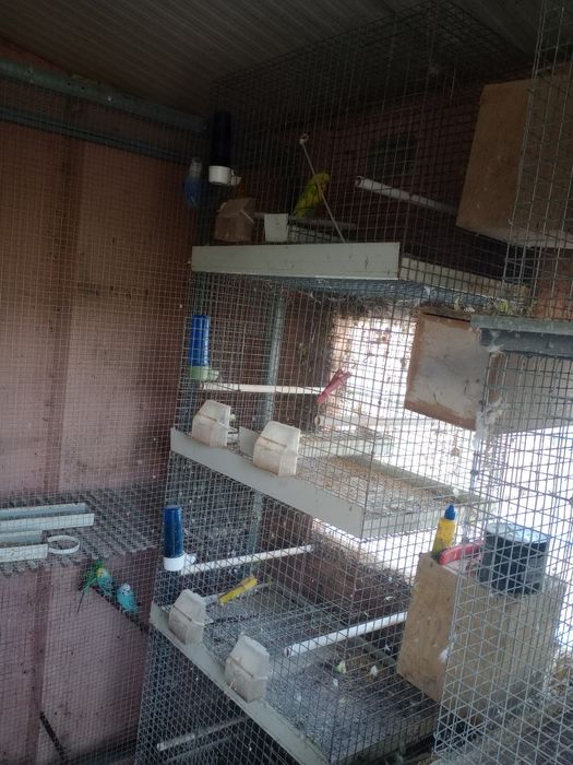 Gaiolas , voadeiras e módulos criação