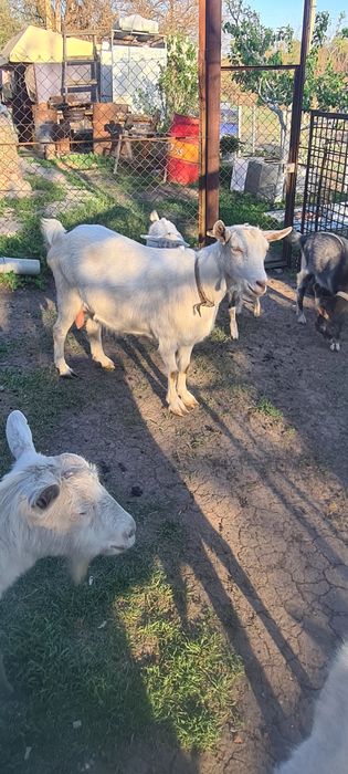 Дойні кози Зааненські