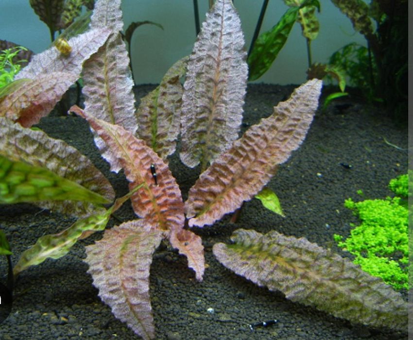 Roślina akwariowa Cryptocoryna karbowana bullosa