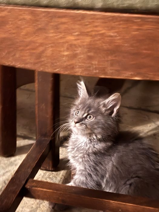 Kociczka  Maine Coon